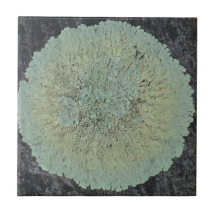 Carreau Cercle Lichen Mossy