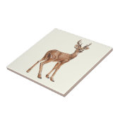 Carreau Cerf (Côté)