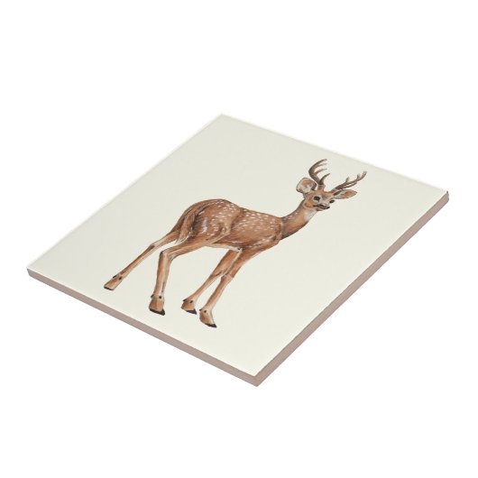 Carreau Cerf (Côté)