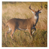 Carreau Cerf à queue blanche | Automne à TX (Devant)