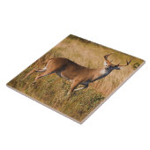 Carreau Cerf à queue blanche | Automne à TX (Côté)