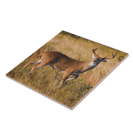 Carreau Cerf à queue blanche | Automne à TX (Côté)