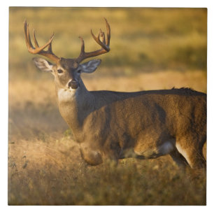 Carreau Cerf à queue blanche (Odocoileus virginianus) adul
