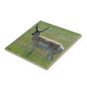 Carreau Cerf antilope A36 (Côté)