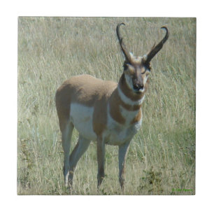 Carreau Cerf antilope mâle A13
