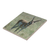 Carreau Cerf antilope mâle A13 (Côté)