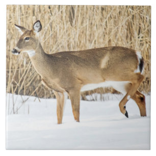 Carreau Cerf dans la neige