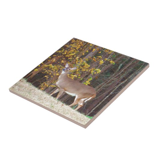 Carreau Cerf devant l'arbre d'automne jaune (Côté)