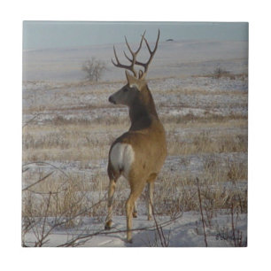 Carreau Cerf mulet mâle D20 dans la neige