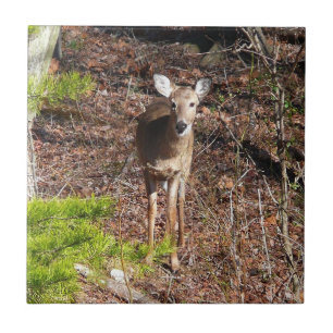 Carreau Cerfs Adorables dans la Photographie de la Nature