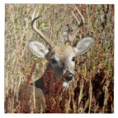 Carreau Cerfs communs Blanc-coupés la queue par D31 dans (Devant)