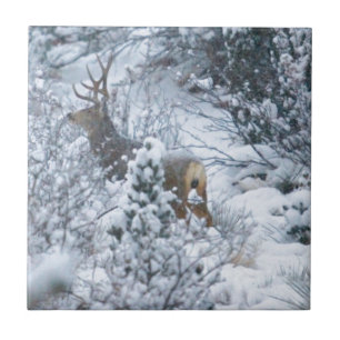 Carreau Cerfs communs dans la neige