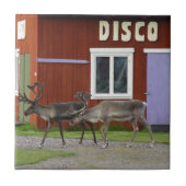CARREAU CERFS COMMUNS DE DISCO (Devant)
