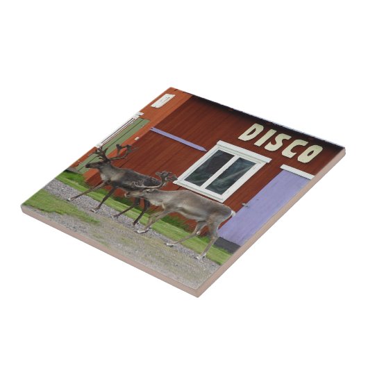 CARREAU CERFS COMMUNS DE DISCO (Côté)