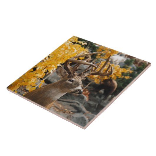 Carreau Cerfs communs de trophée (Côté)