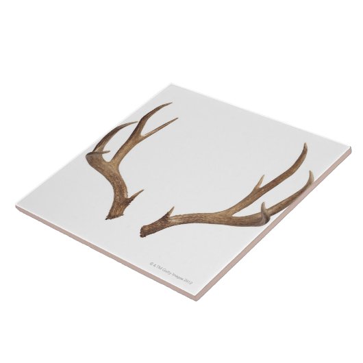 Carreau Cerfs communs en dix points (Côté)