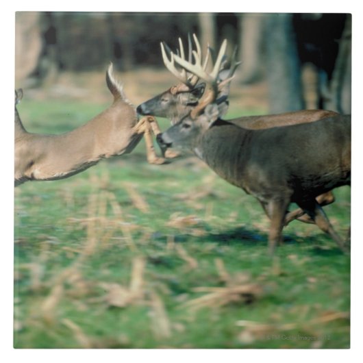 Carreau Cerfs communs fonctionnant dans la forêt (Devant)