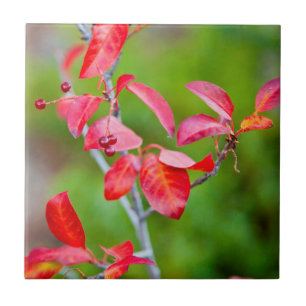 Carreau Cerisier de Virginie (Prunus Virginiana) en automn