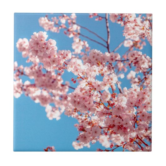 Carreau Cerisier Fleur d'Arbre Sakura (Devant)