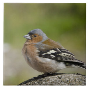 Carreau Chaffinch mâle (WILD : Fringilla coelebs)