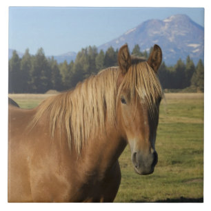 Carreau Chaîne des Cascades Cheval châtaigne