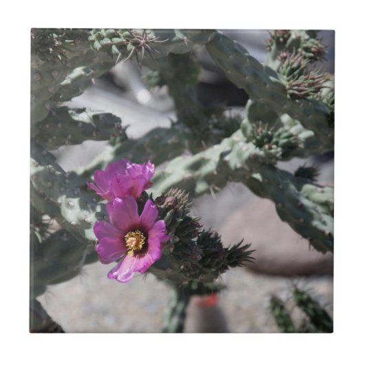 Carreau Challa Cactus en fleurs (Devant)
