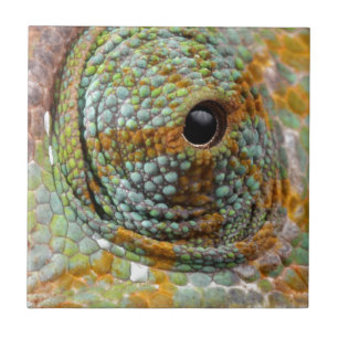 Carreau Chameleon Oeil Mod Élégant Animal
