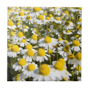 Carreau Champ chamomile, Hongrie