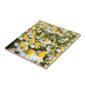 Carreau Champ chamomile, Hongrie (Côté)