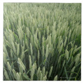 Carreau Champ de blé (Devant)