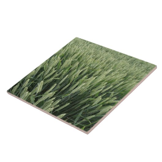 Carreau Champ de blé (Côté)