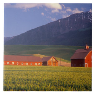 Carreau Champ de blé dans la vallée de Wallowa, juste à l'