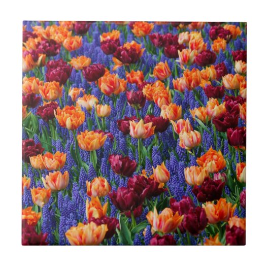 Carreau Champ de fleurs bleues, orange et rouges (Devant)