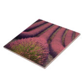 Carreau Champ de lavande en Haute Provence, France 2 (Côté)