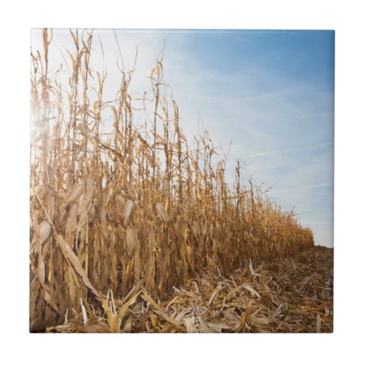 Carreau Champ de maïs en partie moissonné (Devant)
