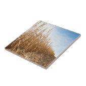 Carreau Champ de maïs en partie moissonné (Côté)