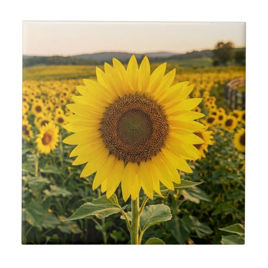 Carreau Champ de tournesols (Devant)