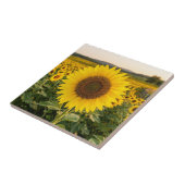 Carreau Champ de tournesols (Côté)