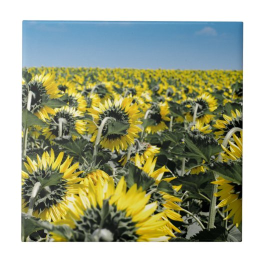 Carreau Champ de tournesols (Devant)