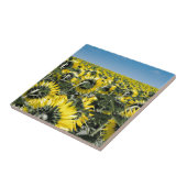 Carreau Champ de tournesols (Côté)