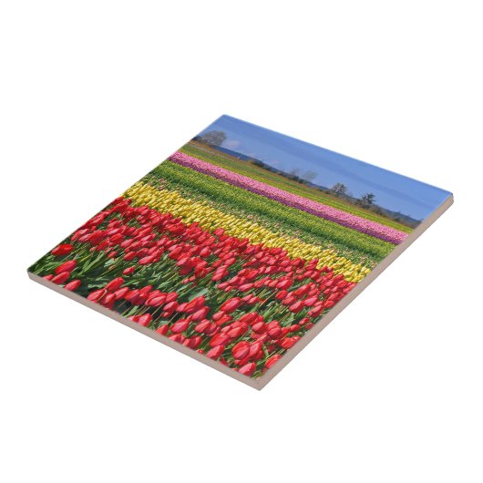 Carreau Champ de tulipe coloré (Côté)