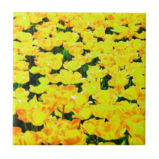 Carreau Champ de tulipe - jaune or (Devant)
