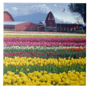 Carreau Champ de tulipes