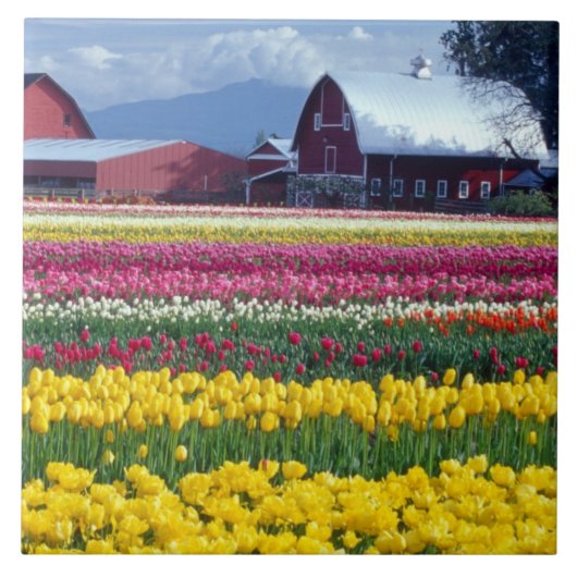 Carreau Champ de tulipes (Devant)