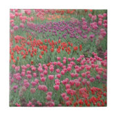 Carreau Champ De Tulipes (Devant)