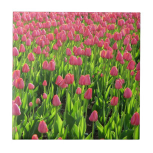 Carreau Champ de tulipes roses