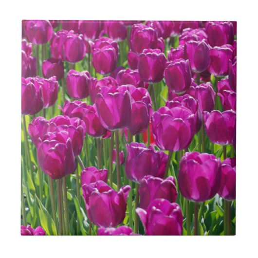 Carreau Champ de tulipes violettes (Devant)