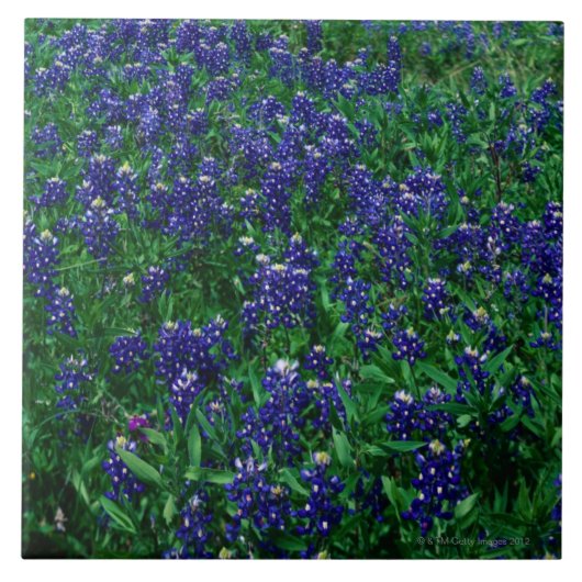 Carreau Champ des Bluebonnets de Texas (Devant)