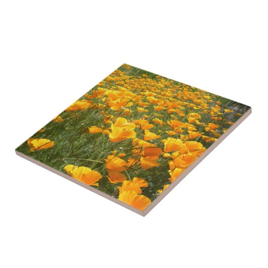 Carreau Champ des rêves (Côté)