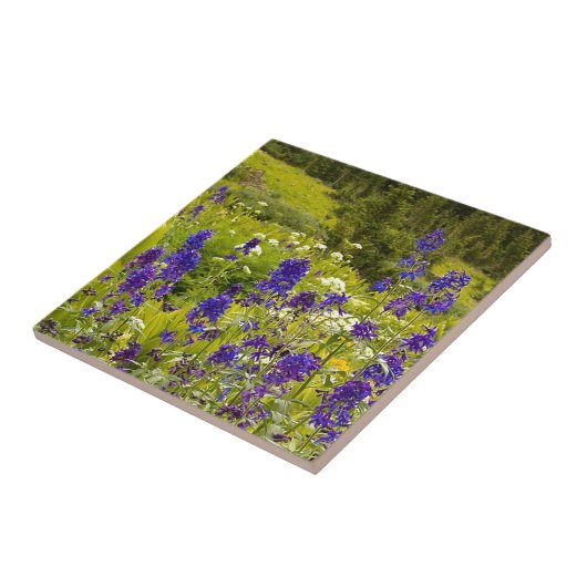 Carreau Champ pourpre (Côté)